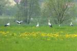 Ein Teil einer gr��ere Ansammlung (15 St�ck) von St�rchen in der Bliesaue bei Webenheim zu sehen. Die H�user im Hintergrund ist Bierbach