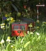 Hier ist deutlich der Wismarer Triebwagen zu sehen der mit VB und TV 133 durch den Primelwald der  Primelbahn  fhrt.