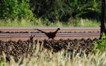 Eine Kamera hatte dieser edle Fasan nicht mit dabei; der Zugverkehr schien ihn nicht groß zu interessieren und warum er knapp 400m zwischen den Schienen entlang spazierte hat er uns auch nicht