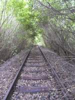 Ziemlich viel hat sich die Natur schon zurückerobert. Es ist ein schöner Tunnel entstanden. Aufgelassenes Anschlussgleis zu einem Gewerbegebiet bei Ingolstadt. Die Aufnahem entstand am 30 Juli 2015.