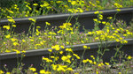 Ein frühlingshaftes Gelb säumt im Moment die Gleise der Montzenroute am Gemmenicher Weg bei Aachen.