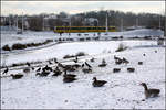 . Im Hintergrund auch ein Stadtbahn -

Aber vor dem zugefrorenen Teich fesseln die Gänse und Rabenkrähen die Aufmerksamkeit. Im Unteren Schlossgarten bei den Mineralbädern in Stuttgart.

18.01.2017 (M)