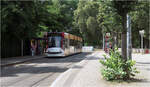 Am Park -     Eine Combino Advanced Tram der Linie 4 in Erfurt hält im grünen Umfeld an der Haltestelle Brühler Garten.