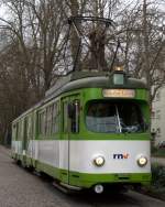 Hngebauchschweinchen 521 am 16.03.07 am Ebertspark.