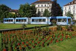 Blühendes Arragement und Strassenbahn am 17.06.2016 am Münchner Karolinenplatz.