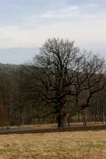 Es gibt im Land Thüringen nur 2 Straßenbahnstrecken der 1000 mm Spur, die auch über Land führen, in Nordhausen und Gotha. Diese markante Eiche steht allerdings nicht am Rande des Harzes, sondern am Rande des Thürinder Waldes in Friedrichroda.