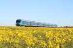 Ein modernisierter Marschbahnpark auf dem Weg durch die Rapsfelder zwischen Nieb�ll und Klaxb�ll am morgen des 28.4.2026