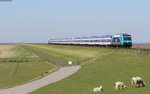 245 208-4 und 245 201-9 mit der NOB81706 (Hamburg Altona-Westerland(Sylt) am Hindenburgdamm 8.5.16