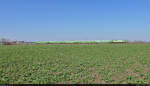 Grünes Feld, grüner Zug:  182 521-5 (Siemens ES64U2-021) unterwegs mit fünf Wagen bei Rabatz (Peißen).