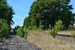 Blick über die alten Bahnsteige. Seit 2004 holt die Natur sich das Gebiet langsam zurück.

Nedlitz 26.07.2018