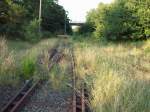 ex KBS 296 Angermnde-Bad Freienwalde, stillgelegt seit 1997, am 09.08.2009, Anschlussgleis des VEB Imperhandel in Richtung Angermnde, rechts sieht man das Gleis der Hauptstrecke Angermnde-Bad