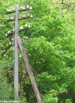 Ein weiterer Telegrafenmast ebenfalls an der ex KBS 249.An ihm sind noch ein Kabelspanner und ein Telefonkabel vorhanden,das Kabel war damals fr einen Fernsprecher,der dort stand.