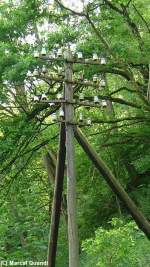 Ein alter Telegrafenmast an der stillgelegten KBS 249 kurz vor dem Bahnhof Wehrden.