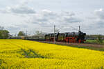 Am 13.4.24 fuhren einige Sonderzüge zum Dresdner Dampfloktreffen. Hier zusehen sind 01 1104 und 23 1097 mit ihrem Sonderzug auf dem Weg nach Dresden an einem Rapsfeld westlich von Riesa.