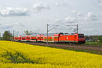 Hier zusehen ist ein RE 50 geschoben von 146 225 am 13.4.24 an einem Rapsfeld westlich von Riesa.