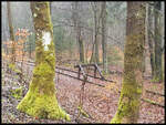 Ein Prellbock steht unweit von Holzhau kurz vor der tschechischen Grenze verloren im Wald und beendet dort die Strecke.