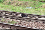 Die auf dem vorherigen Bild gezeigte Katze legt nun eine kleine Pause im Gleisbereich ein.