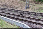 Die dritte Katze, welche an diesem Freitagabend nahe der Fotostelle spazierte, begab sich am Gleis in eine besonders fotogene Position.