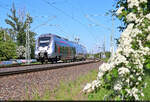 Fr�hlingserwachen in Halle Rosengarten: 9442 109 (Bombardier Talent 2) ist am km 3,8 noch ziemlich am Beginn seiner Fahrt.

🧰 Abellio Rail Mitteldeutschland GmbH
🚝 RE 74730 (RE 8) Halle(Saale)Hbf–Leinefelde
🕓 6.5.2025 | 16:01 Uhr