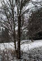 einer der 3  Telegrafenmasten, die noch am ehemaligem Bahndamm der Strecke 164h Freital-Potschappel - Wilsdruff - Nossen, nahe dem Haltepunkt Oberreinsberg. 28.01.2023 gegen 15:00 Uhr.Mast Nr. 2.