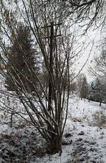 Einer der letzten Zeugen, vom Zahn der Zeit angenagt und verdeckt , einer der 3  Telegrafenmasten, die noch am ehemaligem Bahndamm der Strecke 164h Freital-Potschappel - Wilsdruff - Nossen, nahe dem Haltepunkt Oberreinsberg. 28.01.2023 gegen 15:00 Uhr.