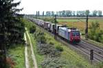 482 016-3 mit einem KLV-Zug gen Norden am Mittag des 16.10.13 bei Hgelheim.