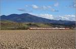 Bahn im Markgräfler Land. Allzulange wird es diesen Blick nicht geben, denn die Ära der roten Züge neigt sich in Südbaden dem Ende zu. Hier in voller Pracht vor dem Blauen mit 146 205. Hügelheim, März 2019. 