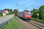 482 009-8 mit 482 020-5 und einem Kesselzug in Richtung Schweiz am Nachmittag des 15.08.13 in Schallstadt.