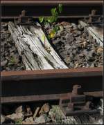 Die Natur sucht sich ihre Lücke - 

Impression vom stillgelegten Abschnitt der Württembergischen Schwarzwaldbahn bei Weil der Stadt. 

25.09.2011 (J)