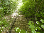 Aufgelassener DB-Bahnhof M�glingen: Die Natur erobert sich das Terrain des alten Bahnhofs zur�ck.