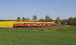 Die 281 433 am RE2 Hof - Regensburg -  München mit ihrem Dostozug konnte am 30.04.2024 nahe Großwendern mit dem blühenden Rapsfeld im Hintergrund aufgenommen werden. 