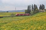 Bei Görwangs ist hier ein Pesa Dieseltriebzug am 2.5.2023 um 13.04 Uhr inmitten der blühenden Wiesen nach Kempten unterwegs.