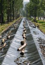 Auf der rund 5 Kilometer langen Bahnstrecke Saal (Donau)–Kelheim wurde der Personenverkehr 1988 eingestellt. Seit 1997 ruht ab dem Anschluss Zellwolle-Werk auch der Gterverkehr; die offizielle Stilllegung erfolgte 1998. Am Aufnahmetag, dem 19.05.2014, war das Gleis grtenteils noch vorhanden, jedoch abschnittsweise – wie hier am Bahnbergang  Regensburger Strae , der als Fotostandpunkt diente – mit einer Plastikplane abgedeckt und diese mit Baumstmmen und Schotter beschwert. Wei jemand, was das soll?