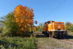 Fast so golden wie der Baum zeigte sich die Erfurter Gleisbau 345 413 am 13.10.2018 im Eisenbahnmuseum Weimar.