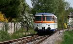 Mit dem Baujahr 1962 ist der MAN VT 26 der lteste MAN VT, der bei der SWEG noch im Einsatz ist. Am 15. April 2009 ist der alte Schienenbus unterwegs als SWE 70776 von Hffenhardt nach Neckarbischofsheim Nordbahnhof und konnte zwischen den Stationen Neckarbischofsheim Helmhof und Neckarbischofsheim Stadtbahnhof bildlich festgehalten werden.