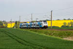 ODEG Triebwagen 4746 304 auf der Fahrt von Sassnitz nach Stralsund zwischen Korn-und Rapsfeld. - 09.05.2020
