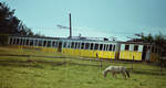 Das Pferd im Vordergrund war vom Zug der Wendelsteinbahn mit Zahnradlok Nr.3 unbeeindruckt.