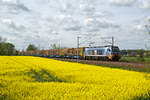 Hier zusehen ist 159 248 am 13.4.24 mit einem Holzzug an einem Rapsfeld westlich von Riesa.