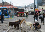 Es ist viel los beim Bahnhof in Ibarra! Busse, Motorräder, Marktstände und Ziegen in Gleisnähe vor der Zugsabfahrt. Wir wollen mit dem Tren de la Libertad den zweiten Streckenteil von Ibarra nach Salinas befahren. Ibarra, 09.08.2018