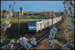 In den letzten Sonnenstrahlen des 01.04.2024 kommt BB 26151 Sybic mit dem TER 96238 Basel SNCF - Strasbourg bei Ostheim (Oschta) im Elsass mit 200 km/h um die Kurve.