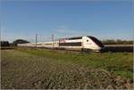 Bahn im südlichen Elsass. Die Weltrekordtriebköpfe von 2007 des TGV sind mittlerweile im einstöckigen Lyria 4402 eingereiht, hier mit Triebkopf 384 004 voraus. Wegen Saharastaub und dem Qualm von Waldbränden in Portugal verfärbt sich das Licht an diesem Tag schon früh in abendliches Goldgelb. Bartenheim, Oktober 2017.