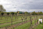 Es gibt tats�chlich guten englischen Wein. Hier durch die Weinberge kommt der Vorortszug 377 622 der Southern gefahren, Dorking, 20.April 2026 