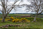 DRS 66 / Culloden Viaduct, 26. April 2025<br>4D47 Inverness Freight Sdgs Drs - Coatbridge (Drs)