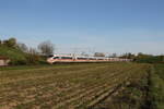 403 031 'Westerland-Sylt' und 403 058 'St. Ingbert' waren am 6. April 2024 bei Fahlenbach in Richtung Ingolstadt unterwegs.