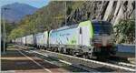 Die BLS Re 475 414 und eine weitere Re 475 sind in Preglia mit eine G�terzug in Richtung Brig unterwegs. 

31. Oktober 2024 