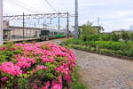 Auf der Ainokaze Toyama Bahn: Zug 521-18 ist in der kleinen Ortschaft Tomari angekommen, nachdem er die ganze Praefektur Toyama von West nach Ost durchfahren hat. Das war früher einmal die Hauptlinie dem Japanischen Meer entlang, jetzt muss man hier in die Privatbahn der Nachbar-Praefektur umsteigen, da der Hauptverkehr vom Hochgeschwindigkeitszug Shinkansen übernommen ist. 13.Mai 2016 