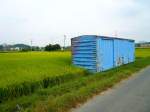 Abschied vom gedeckten Gterwagen in Japan: Ein unidentifizierbarer WAMU 80000 inmitten eines prachtvollen reifen Reisfelds.