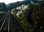 Akechi-Bahn: Geschafft! Der 2. Pass, zwischen Agi und Iibama. Neben den Gleisen leuchtet im Gegenlicht das fr das herbstliche Japan so typische Miscanthus-Gras (Susuki). Auf der Fahrt in Triebwagen 11, 5.November 2008. 