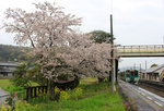 An der Strecke von Tokushima ins Innere der Insel Shikoku. Die Triebwagen 1514 und 1251 in Yamase, 3.April 2015. 