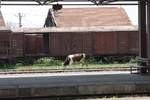 Gegensätze im Kosovo:   Eine Kuh grast hier am 21.5.2017 in dem wohl größten Bahnhof des Landes in Fushe Kosove.